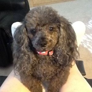 Meet your Posher, Ellen